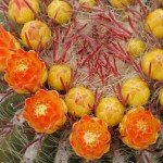 P1150731