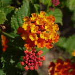 P1150888