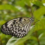 P1160379