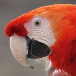 P1160452